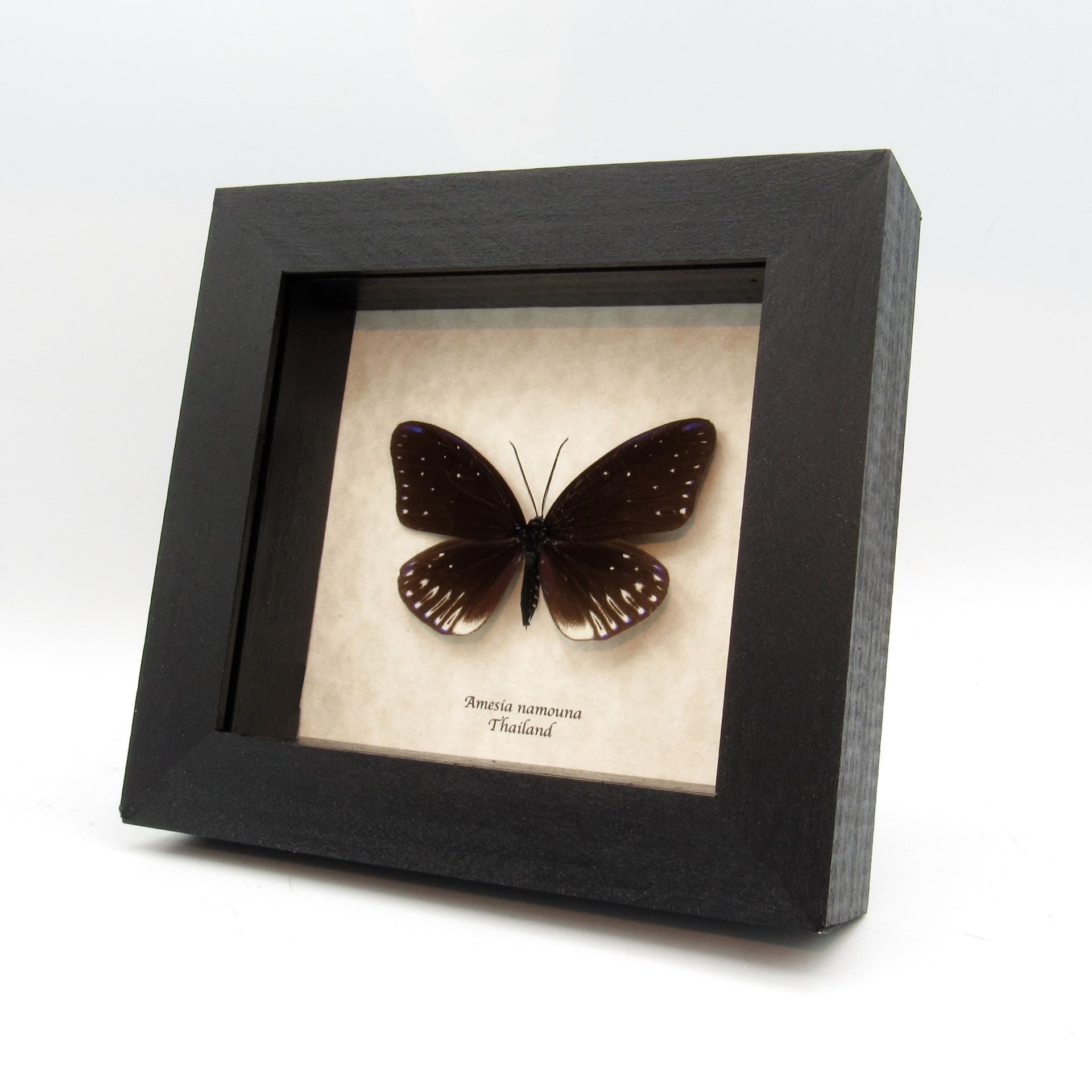Real Day Flying moth framed taxidermy - Amesia namouna