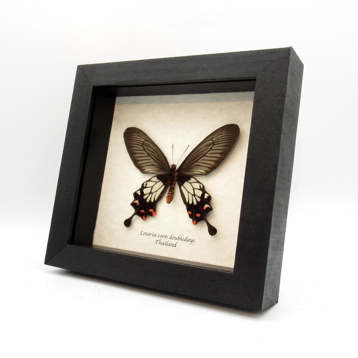 Real red Clubtail butterfly framed taxidermy - Losaria coon doubledayi - female