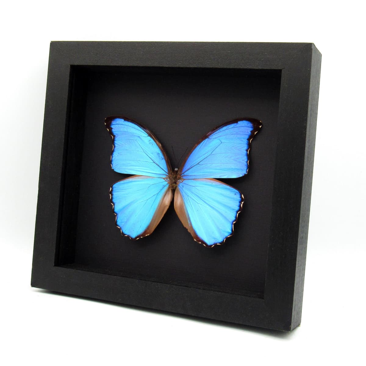 Real large metallic blue Morpho framed taxidermy butterfly - Morpho didius