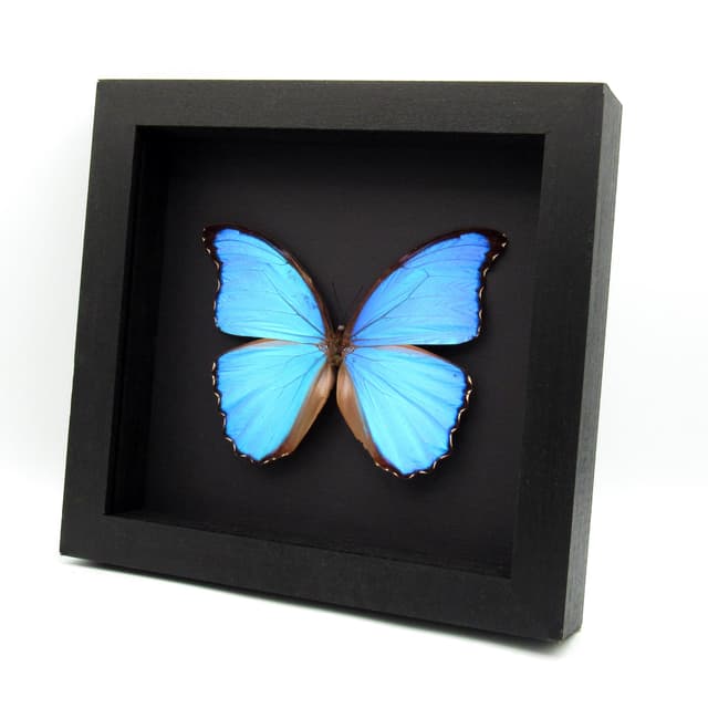 Real large metallic blue Morpho framed taxidermy butterfly - Morpho didius