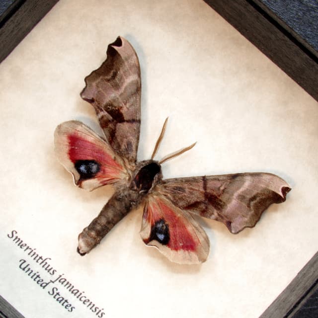 Real pink Sphinx moth framed taxidermy - Smerinthus jamaicensis