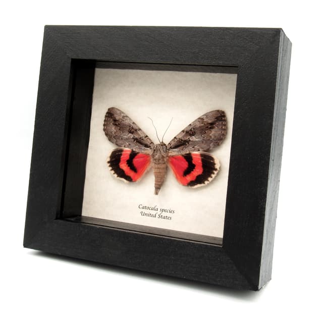 Real red Underwing moth framed taxidermy - Catocala species
