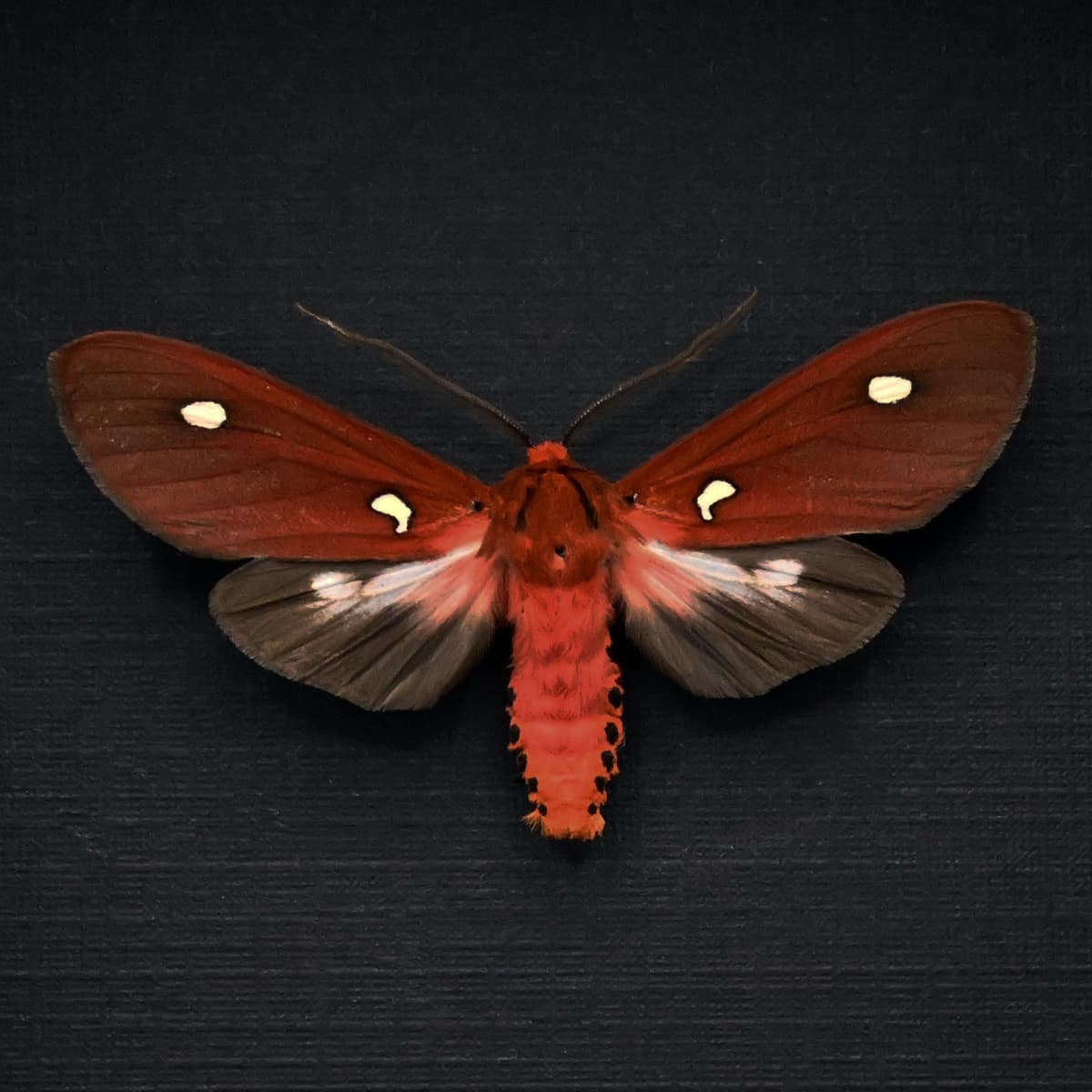 Rare red Tiger Moth framed taxidermy - Hyperthaema sanguineata