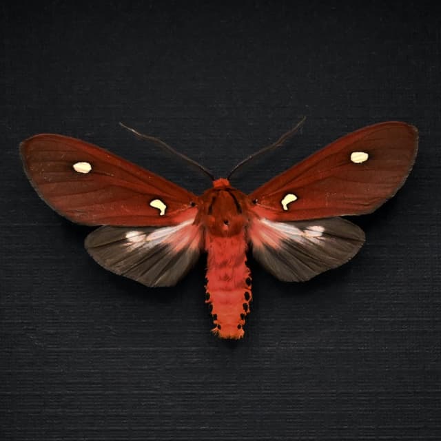 Rare red Tiger Moth framed taxidermy - Hyperthaema sanguineata