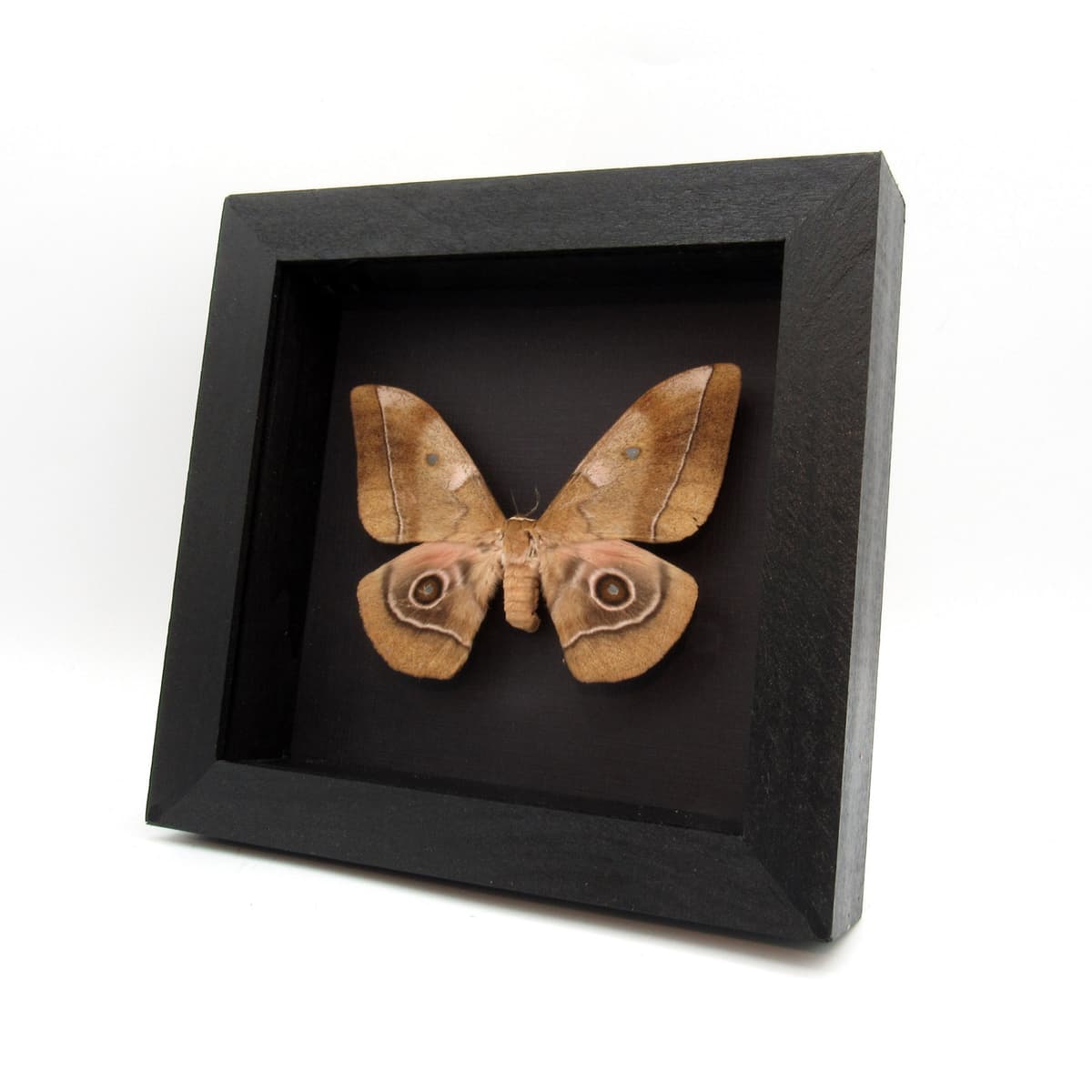 Large real Saturn moth framed taxidermy - Imbrasia species - female