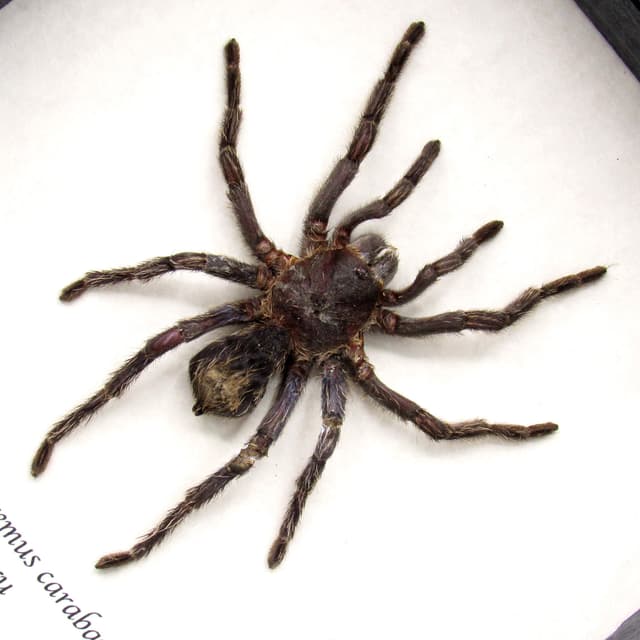 Real hairy Tarantula framed taxidermy - Hapalotremus carabaya