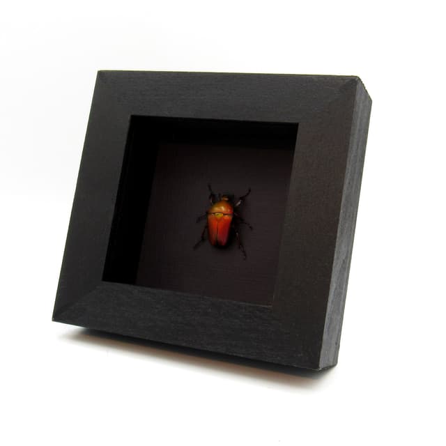 Real red metallic Scarab beetle framed taxidermy - Ingrisma euryrrhina