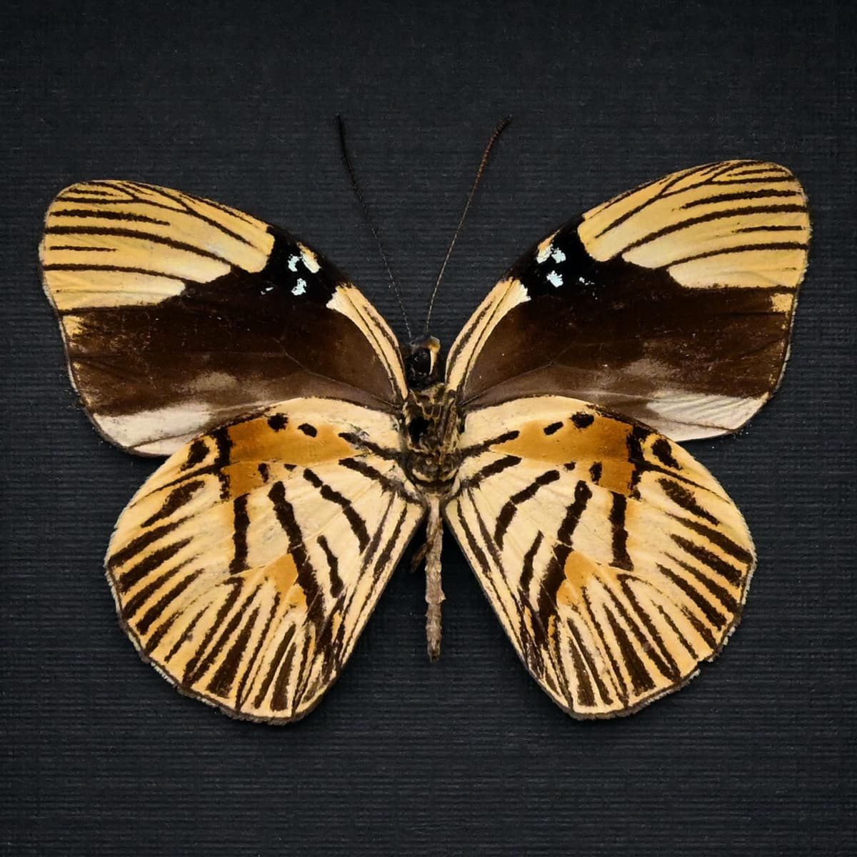 Rare Tiger butterfly framed taxidermy - Hewitsonia boisduvalii