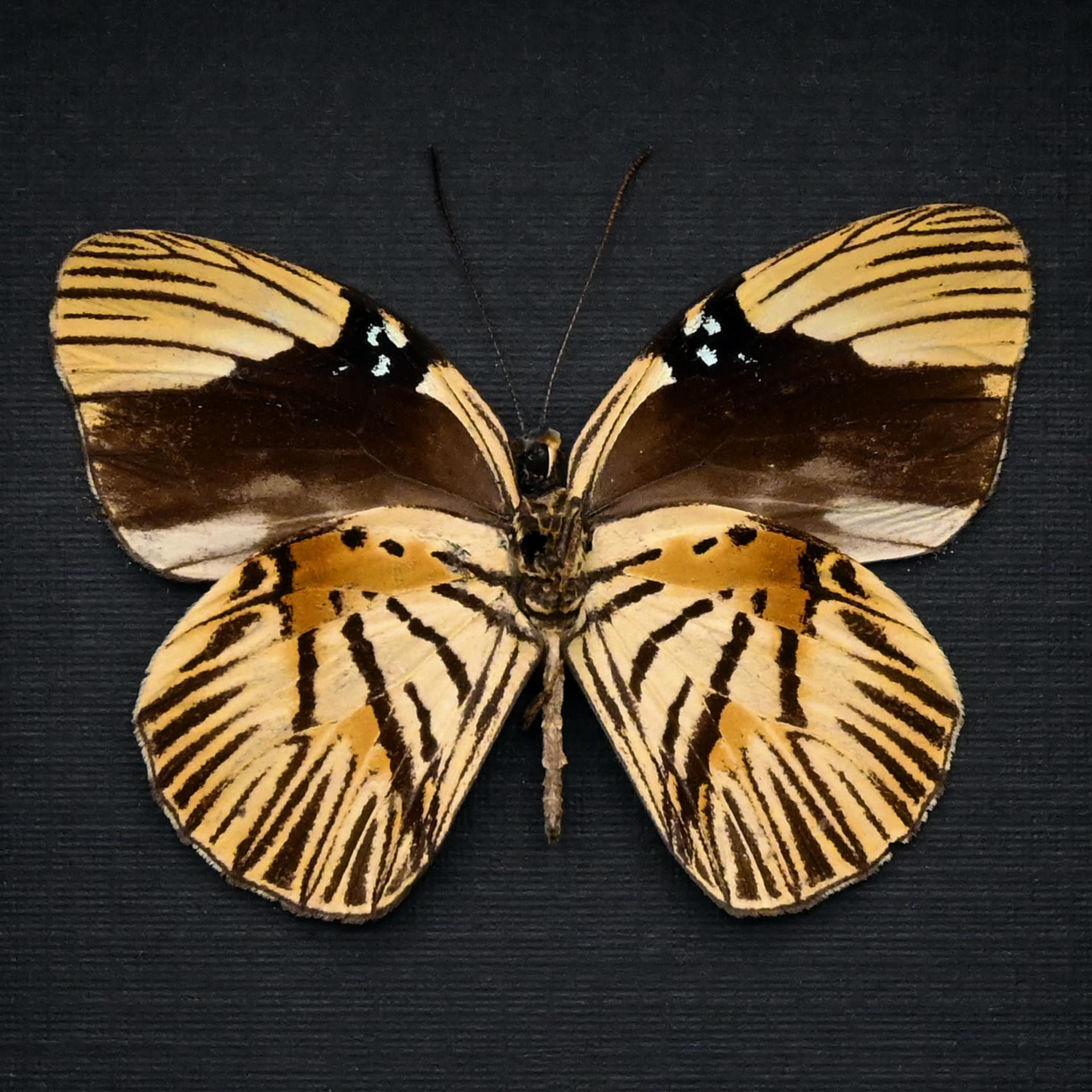 Rare Tiger butterfly framed taxidermy - Hewitsonia boisduvalii