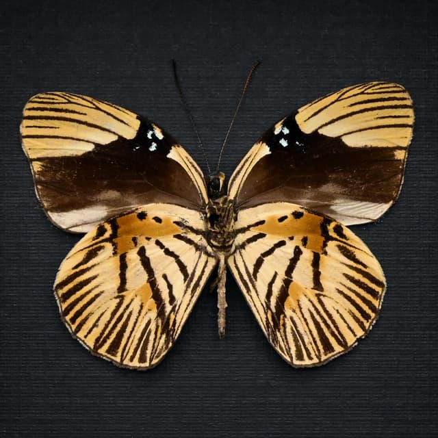 Rare Tiger butterfly framed taxidermy - Hewitsonia boisduvalii