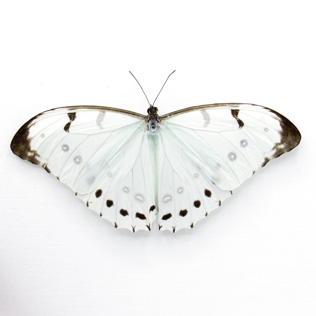 Rare opalescent Giant Mint Morpho butterfly framed taxidermy - Morpho luna - Victorian mount