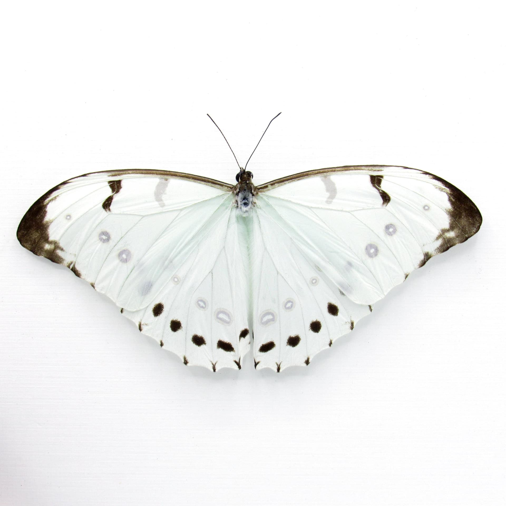Rare opalescent Giant Mint Morpho butterfly framed taxidermy - Morpho luna - Victorian mount