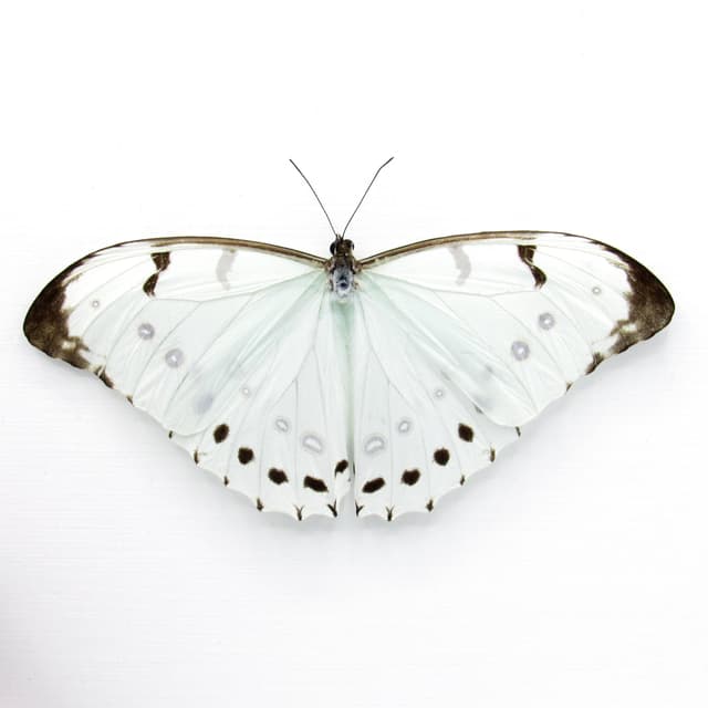Rare opalescent Giant Mint Morpho butterfly framed taxidermy - Morpho luna - Victorian mount