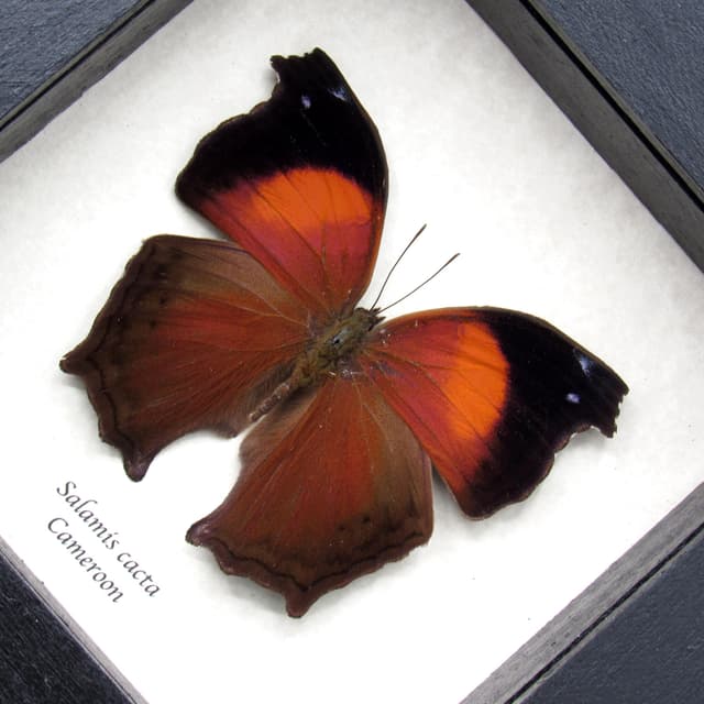 Real Lilac Mother of Pearl butterfly framed taxidermy - Salamis cacta