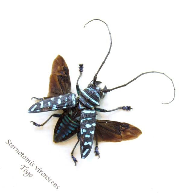 Real blue Longhorn beetle framed taxidermy - Sternotomis virenscens