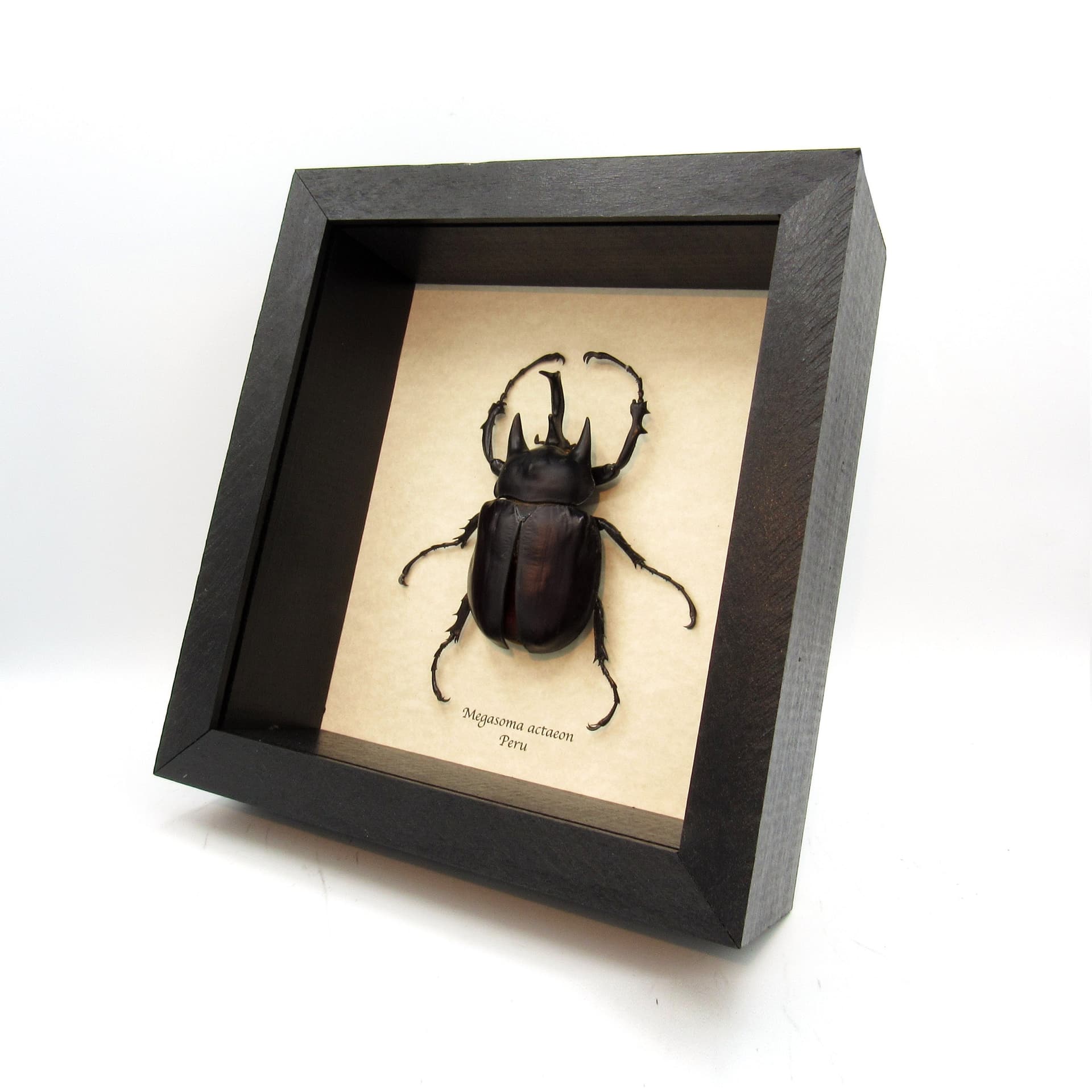 Real Giant Actaeon Rhinoceros beetle framed taxidermy - Megasoma actaeon