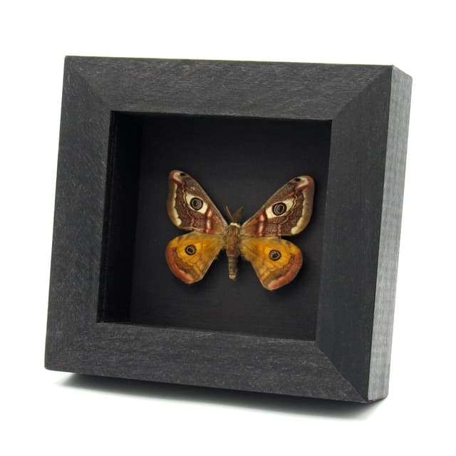 Real Saturn moth framed taxidermy - Saturnia pavonia