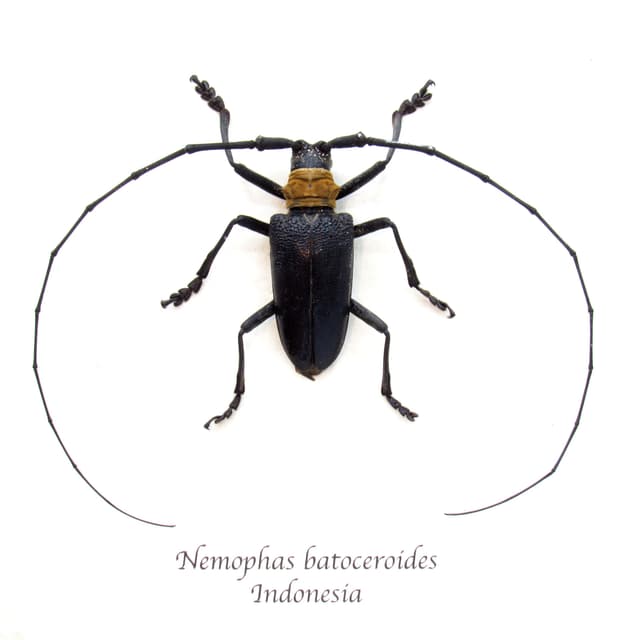 Real Longhorn beetle framed taxidermy - Nemophas batoceroides