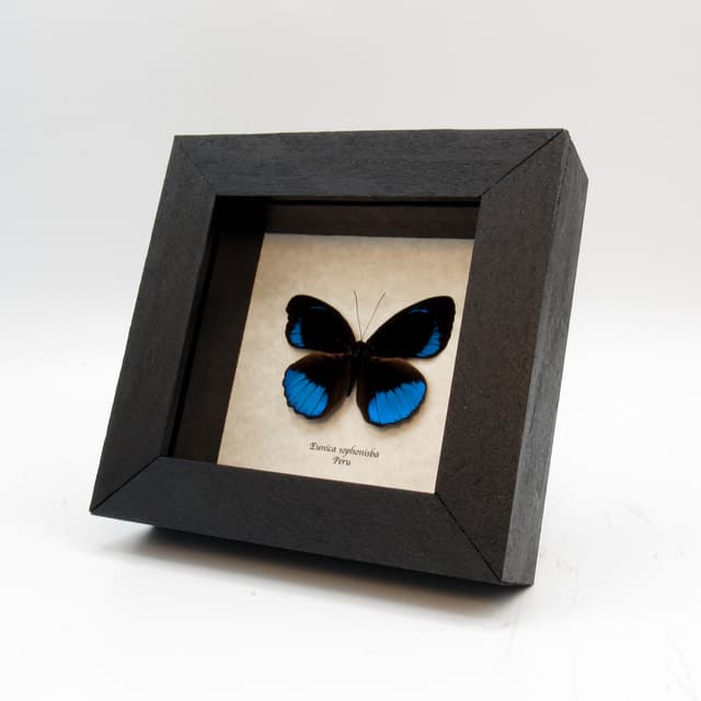 Real iridescent blue butterfly framed taxidermy - Eunica sophonisba