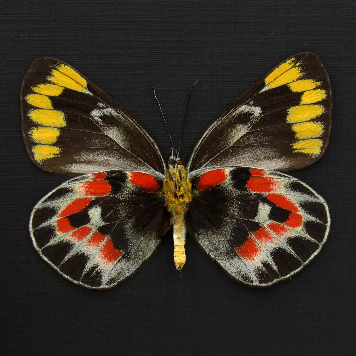 Rare Australian Imperial White butterfly framed specimen - Delias harpalyce - female