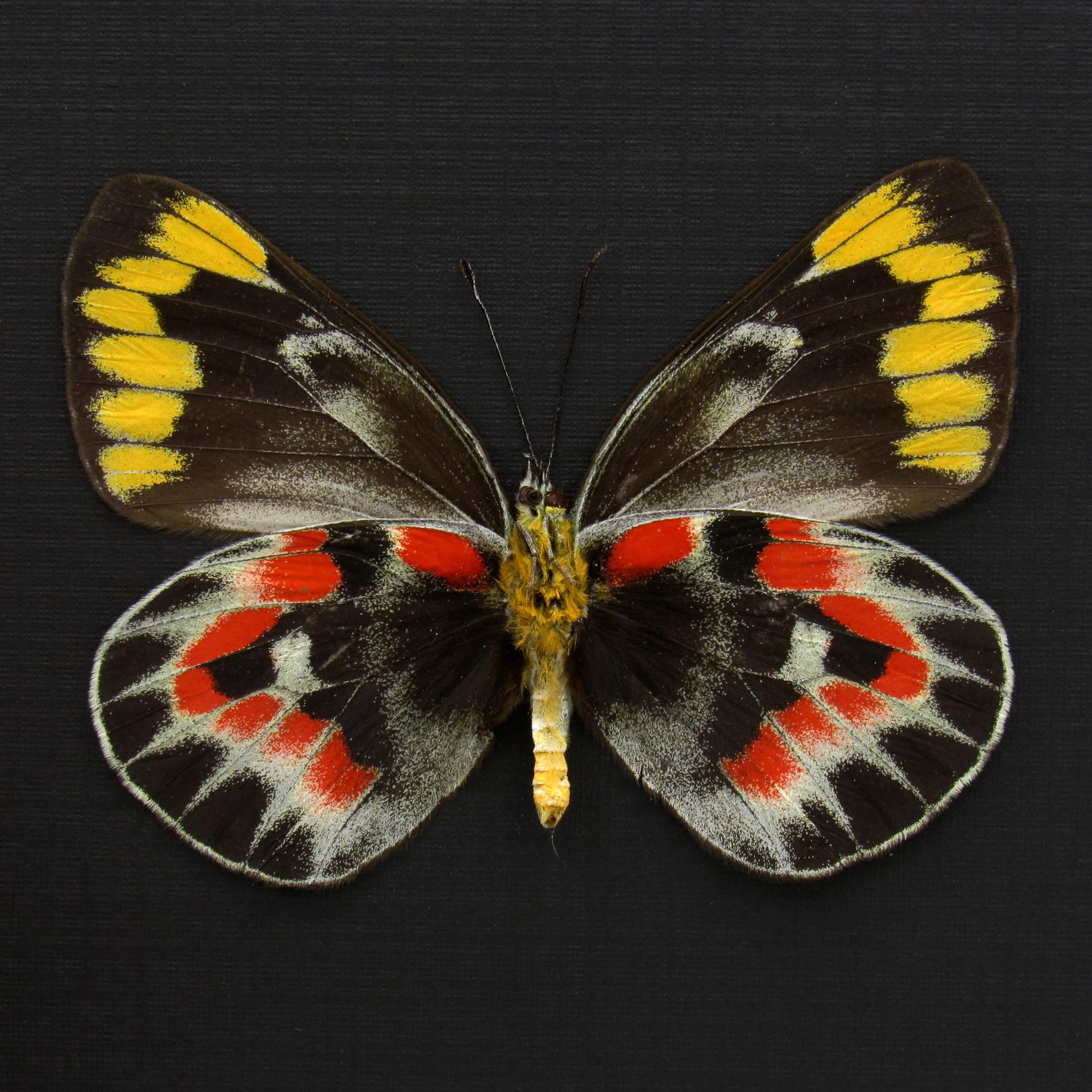 Rare Australian Imperial White butterfly framed specimen - Delias harpalyce - female
