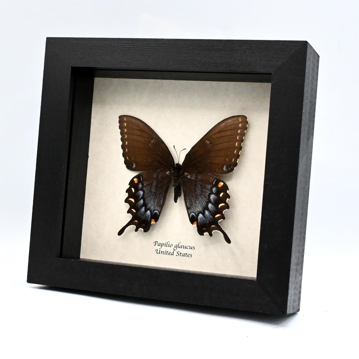 Real Black Form Tiger Swallowtail framed taxidermy - Papilio glaucus - large female