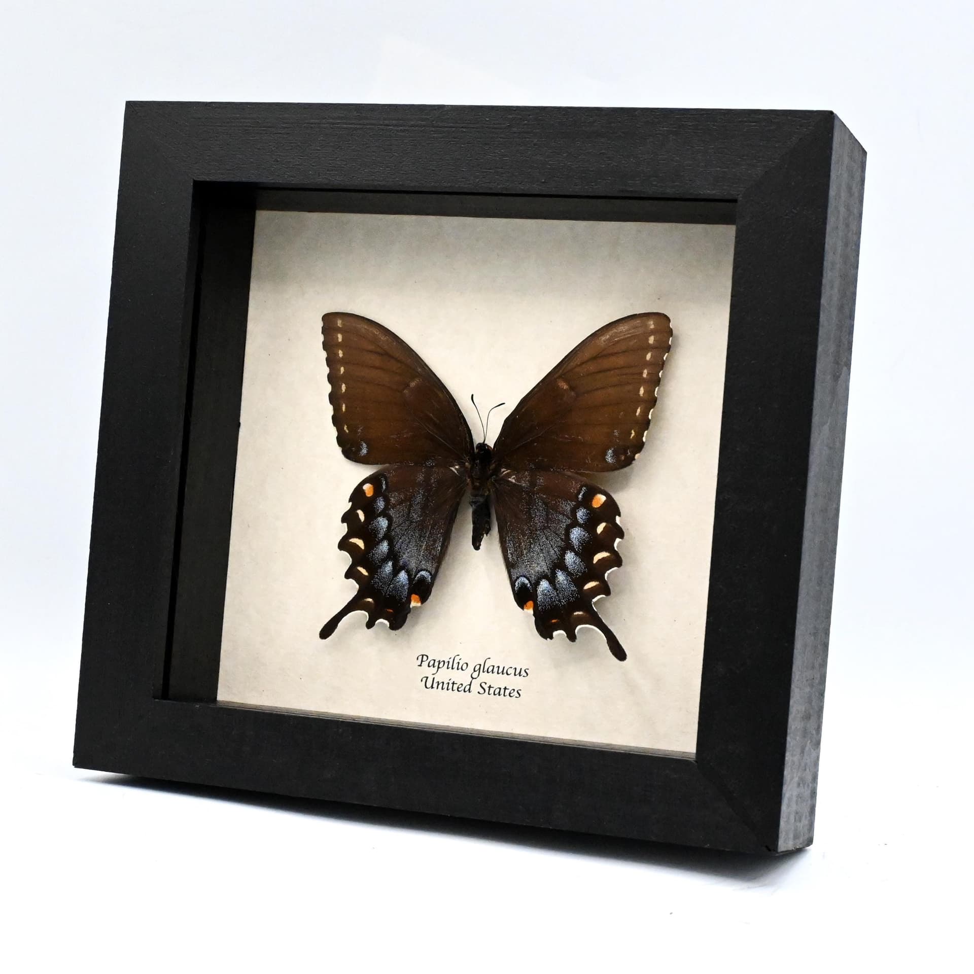 Real Black Form Tiger Swallowtail framed taxidermy - Papilio glaucus - large female