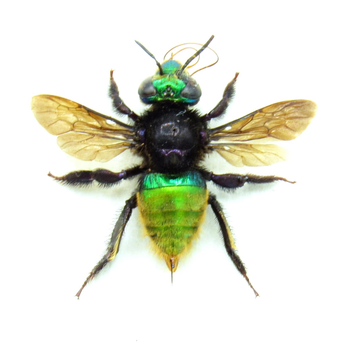 Rare XL green metallic Orchid Bee framed taxidermy - Euglossa species