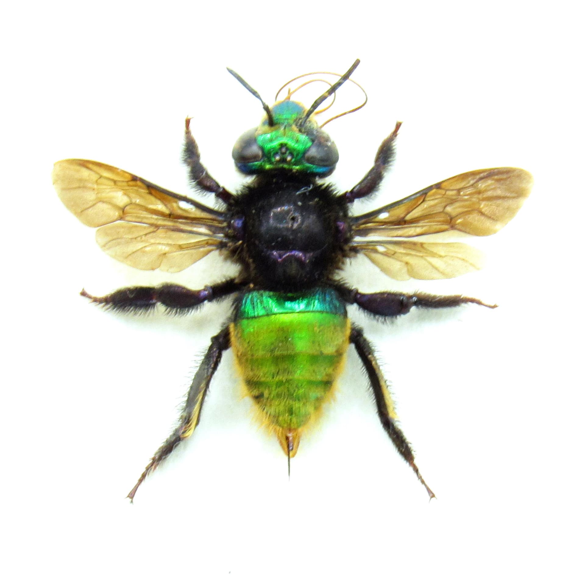 Rare XL green metallic Orchid Bee framed taxidermy - Euglossa species