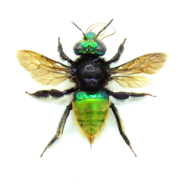 Rare XL green metallic Orchid Bee framed taxidermy - Euglossa species