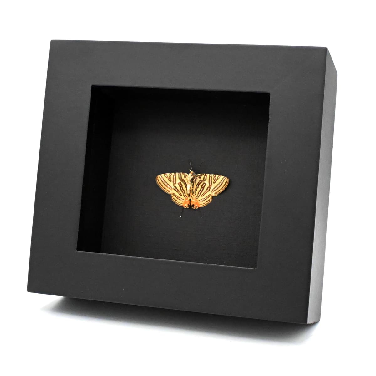 Real metallic silver butterfly framed - Spindasis syama - Victorian mount - 2