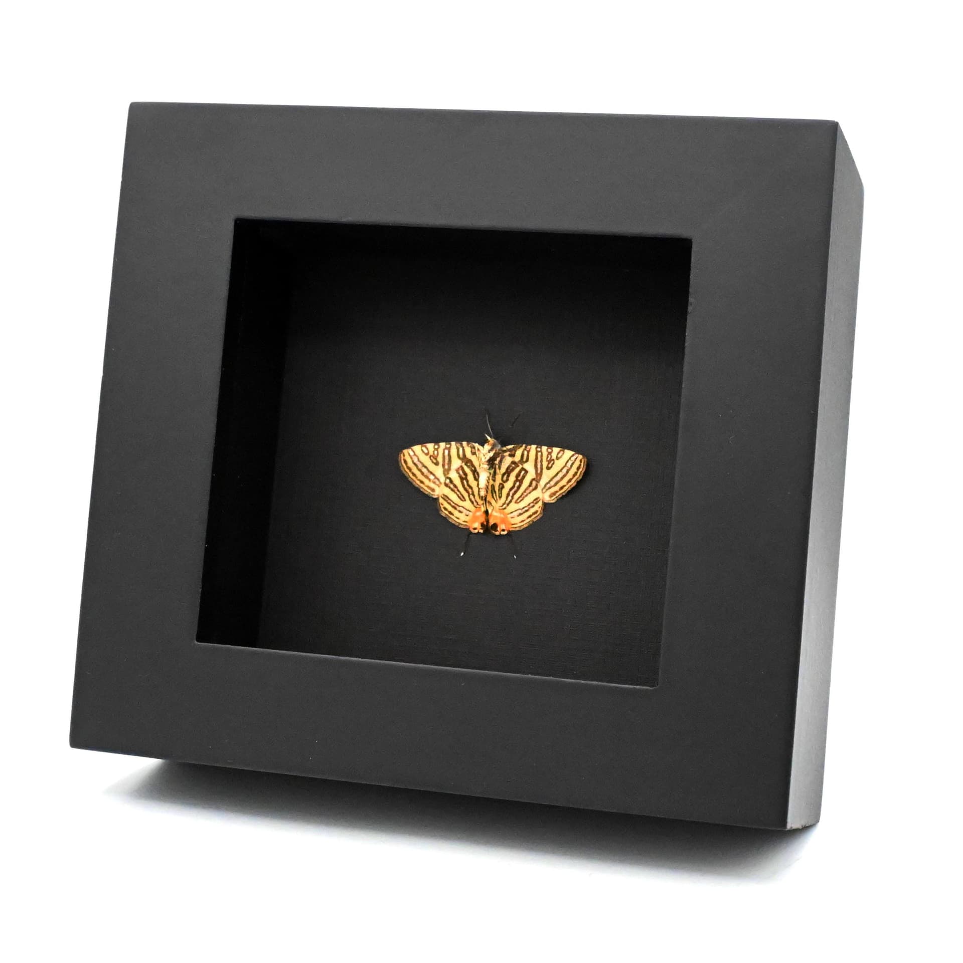 Real metallic silver butterfly framed - Spindasis syama - Victorian mount - 2