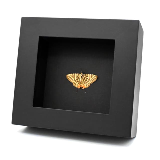 Real metallic silver butterfly framed - Spindasis syama - Victorian mount - 2