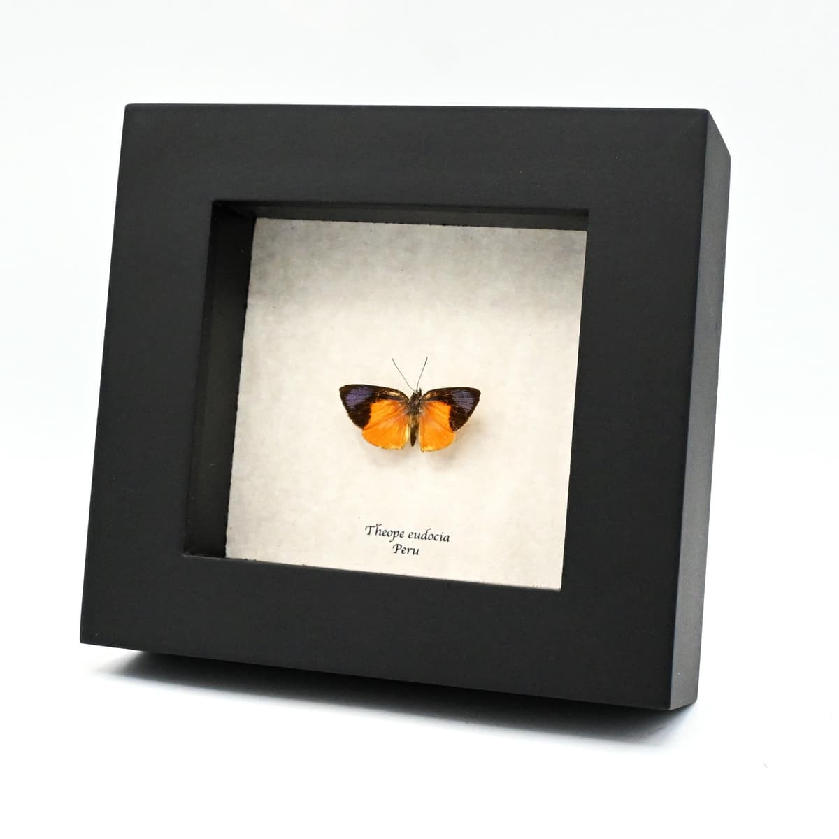 Very tiny real purple Metalmark butterfly framed taxidermy - Theope eudocia - Victorian mount