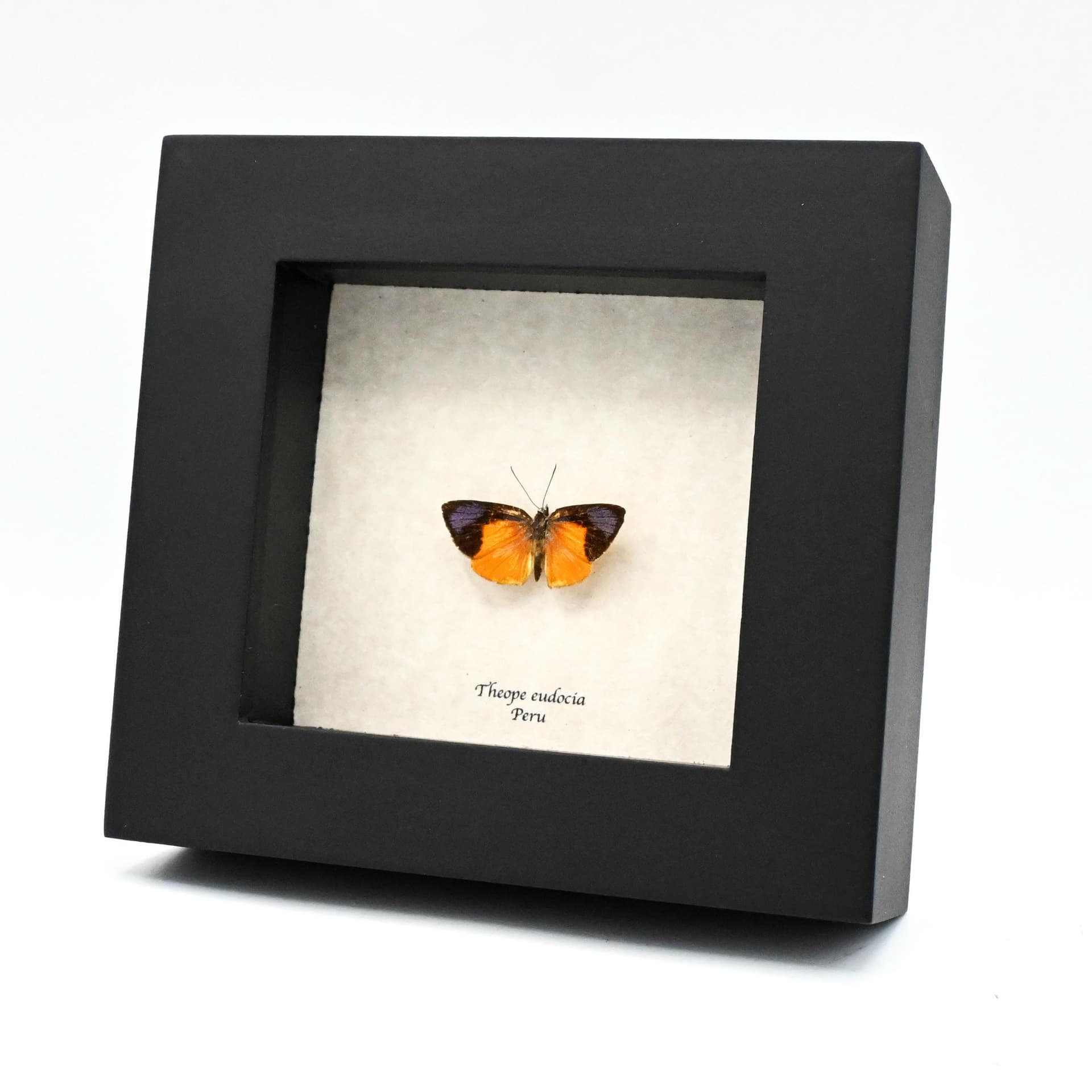 Very tiny real purple Metalmark butterfly framed taxidermy - Theope eudocia - Victorian mount