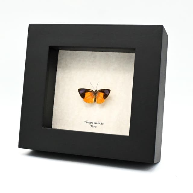 Very tiny real purple Metalmark butterfly framed taxidermy - Theope eudocia - Victorian mount