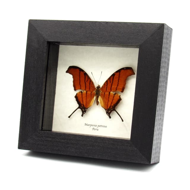 Real Ruddy Daggerwing butterfly framed taxidermy - Marpesia petreus