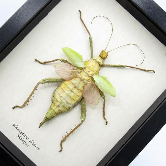Real Giant Thorny Stick Bug framed taxidermy - Heteropteryx dilatata - female