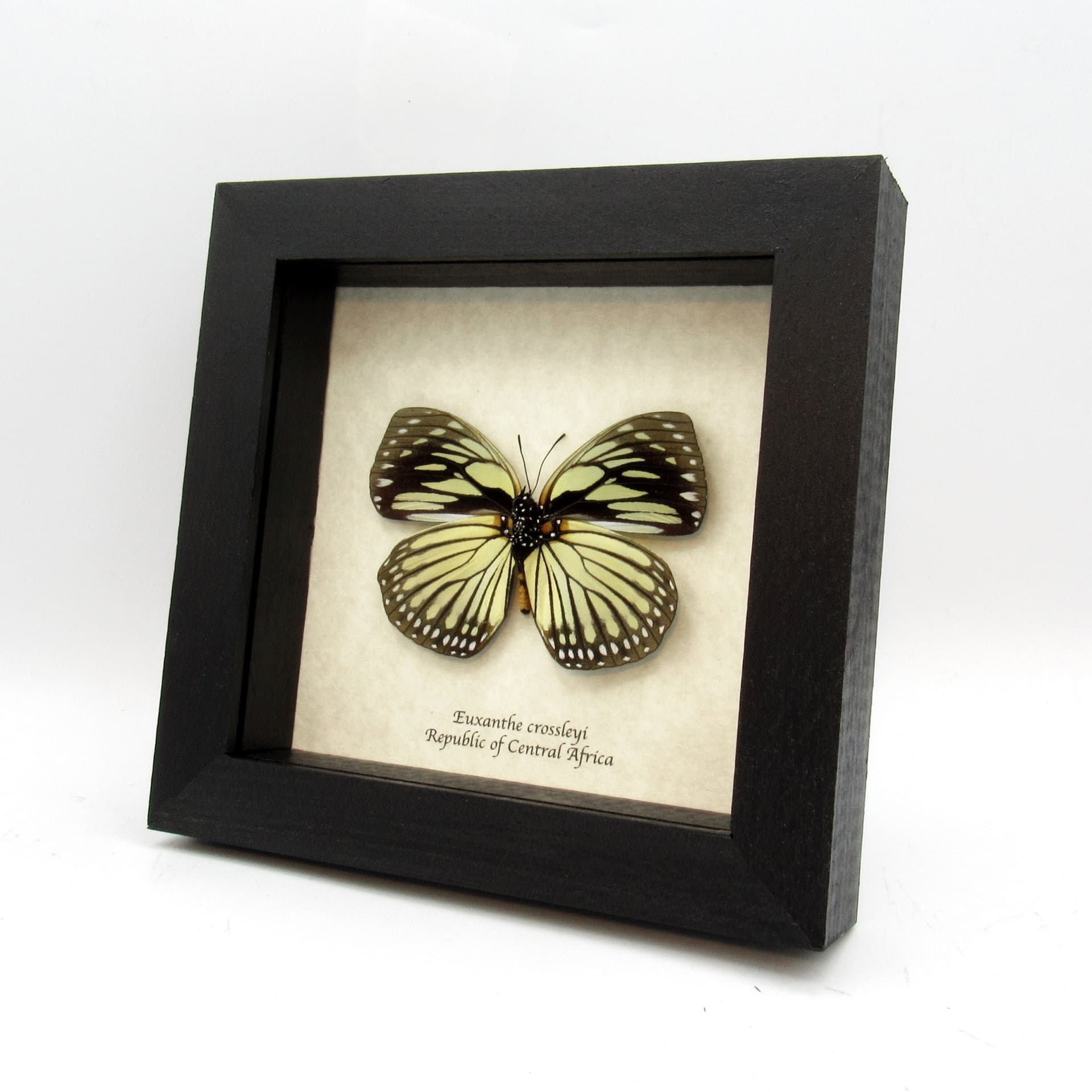 Real framed taxidermy butterfly - Euxanthe crossleyi