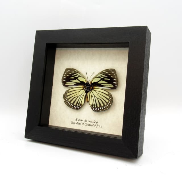 Real framed taxidermy butterfly - Euxanthe crossleyi