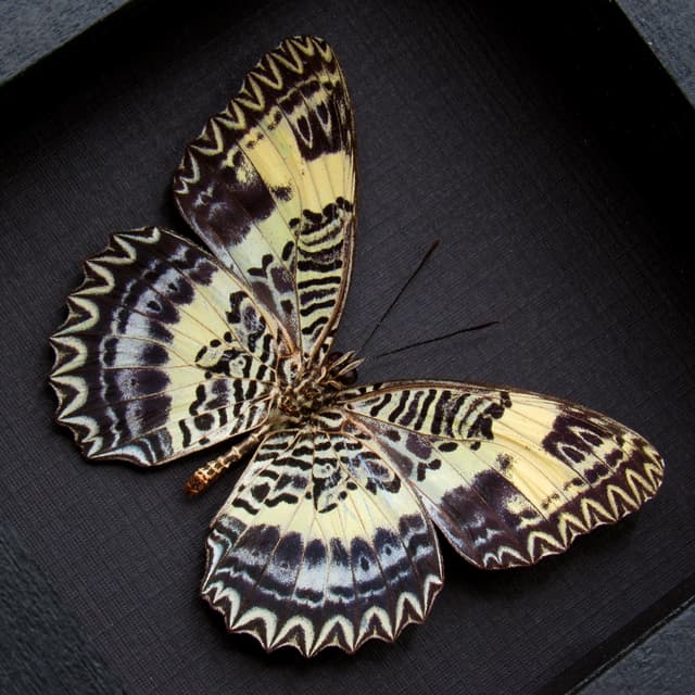 Rare lavender Lacewing butterfly framed specimen - Cethosia tambora illicibilis