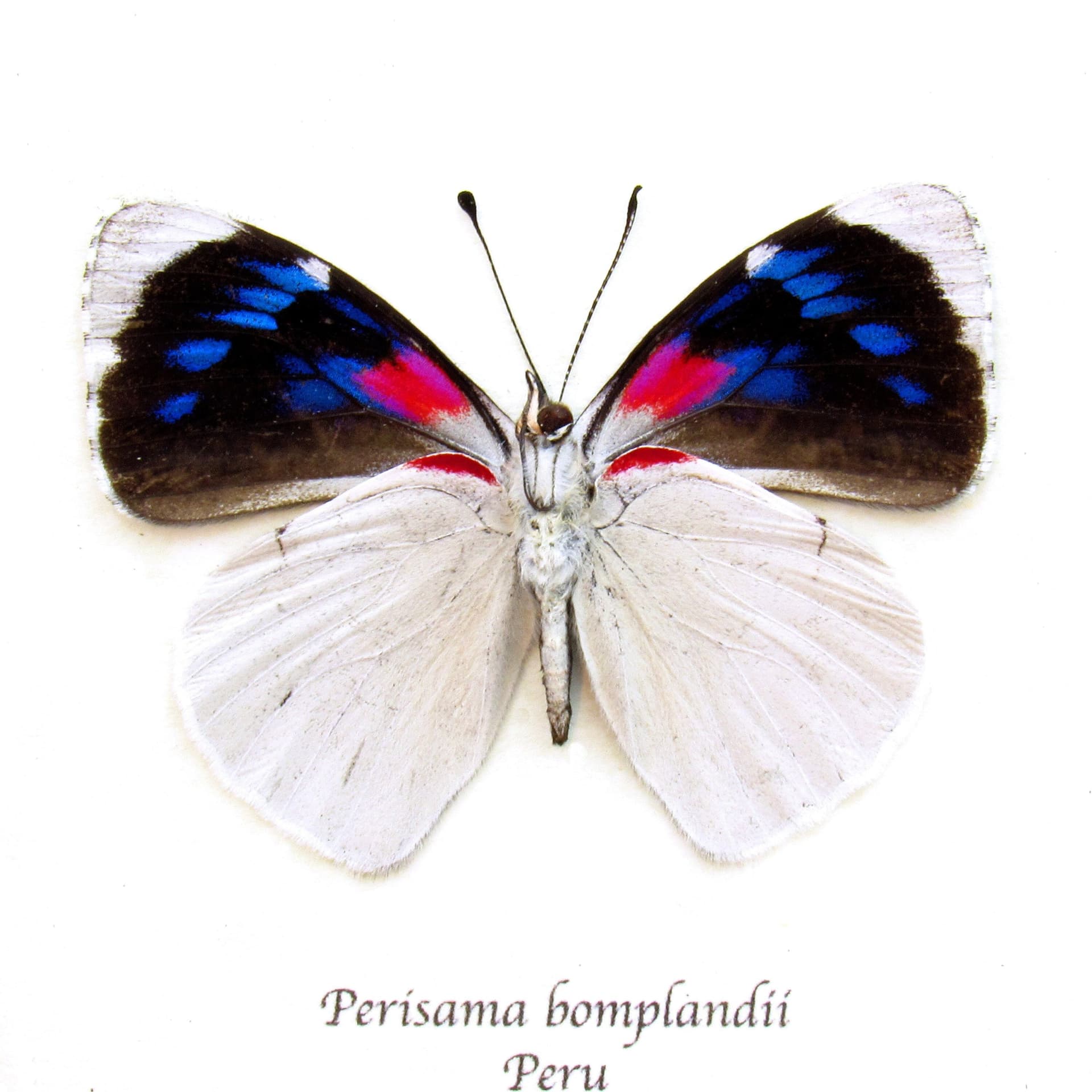 Real framed magenta and white butterfly taxidermy - Perisama bomplandii