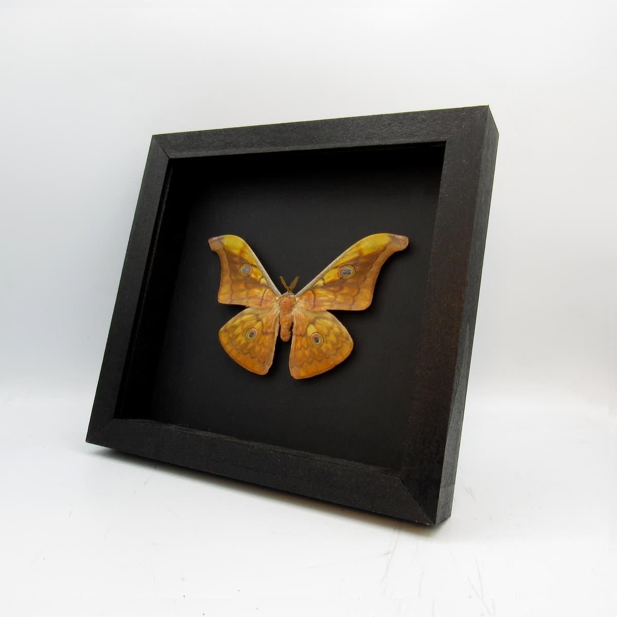 Real Wild Tasar Silkmoth framed taxidermy - Antheraea frithi