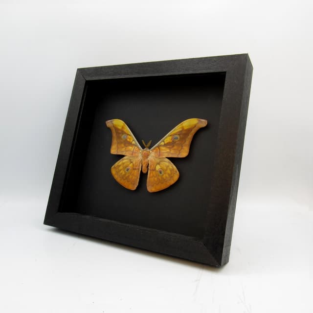 Real Wild Tasar Silkmoth framed taxidermy - Antheraea frithi
