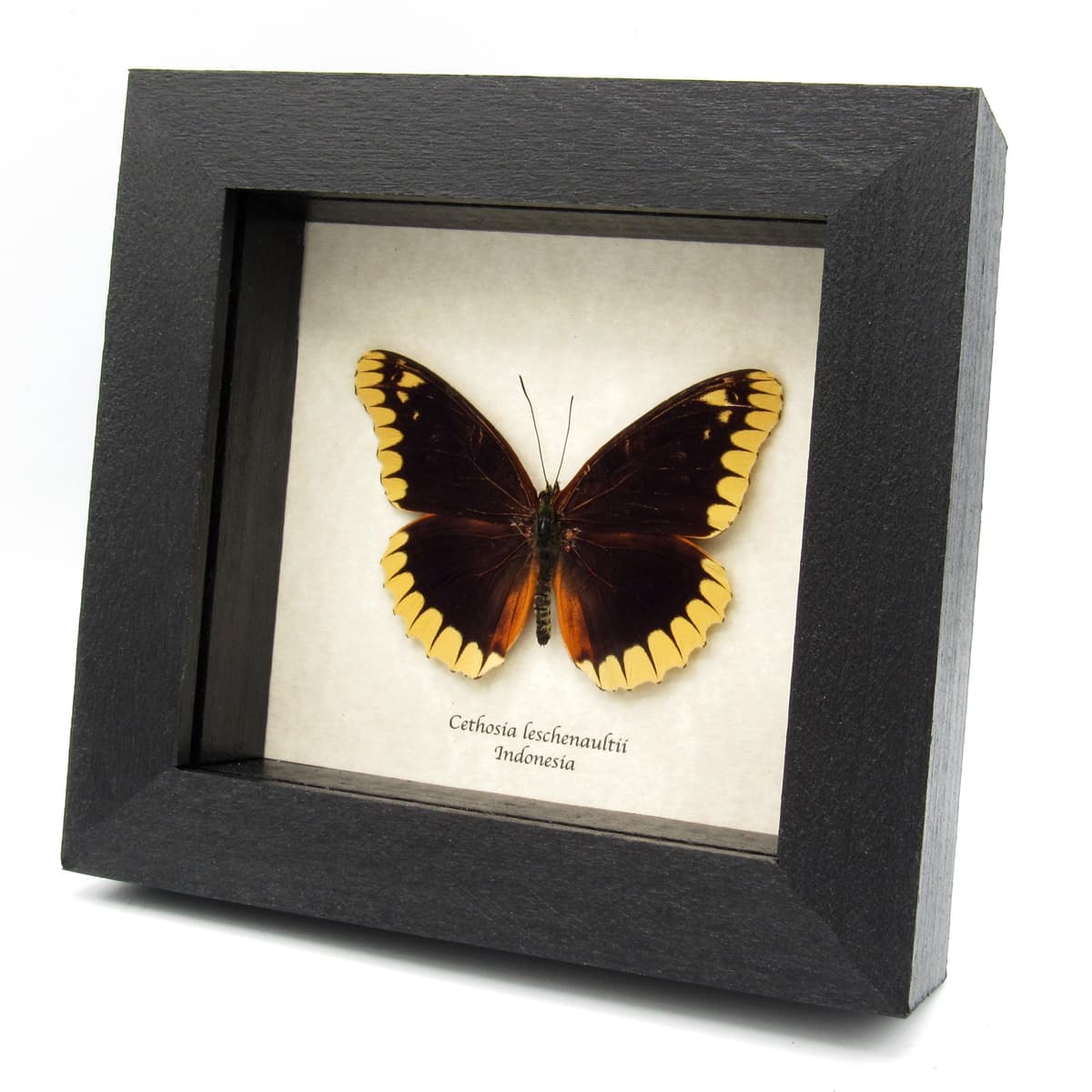 Rare Lacewing butterfly framed taxidermy - Cethosia leschenaultii