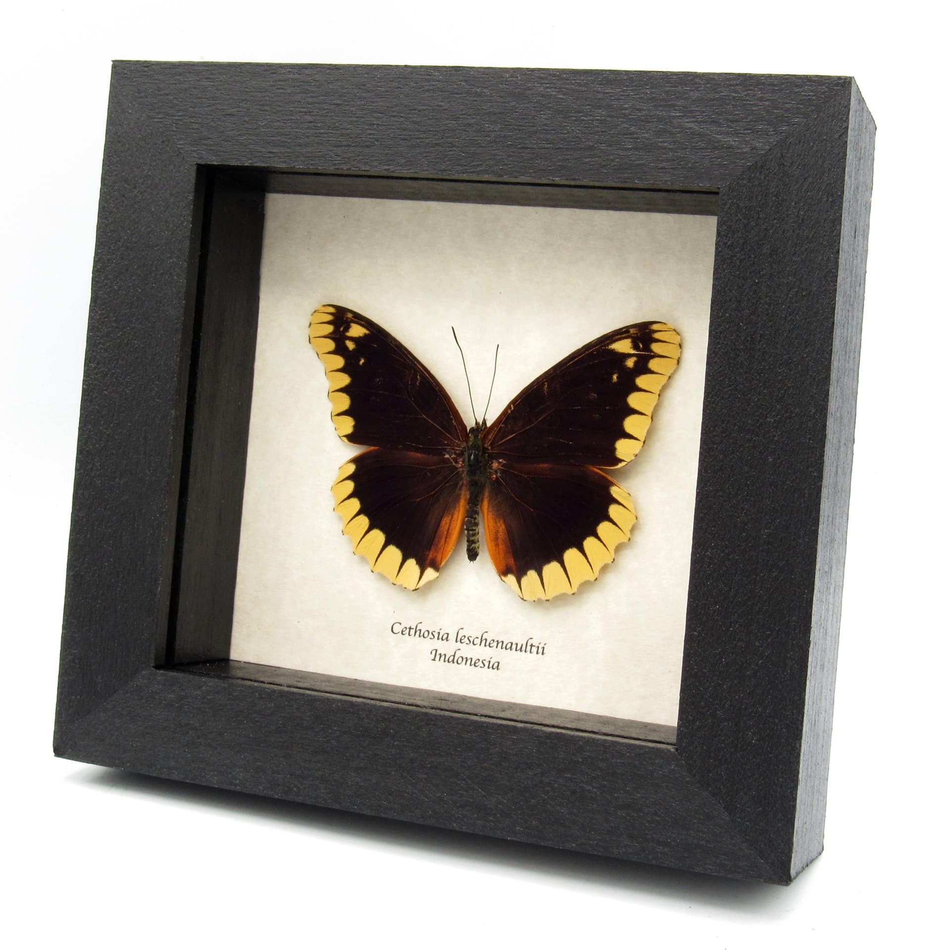 Rare Lacewing butterfly framed taxidermy - Cethosia leschenaultii