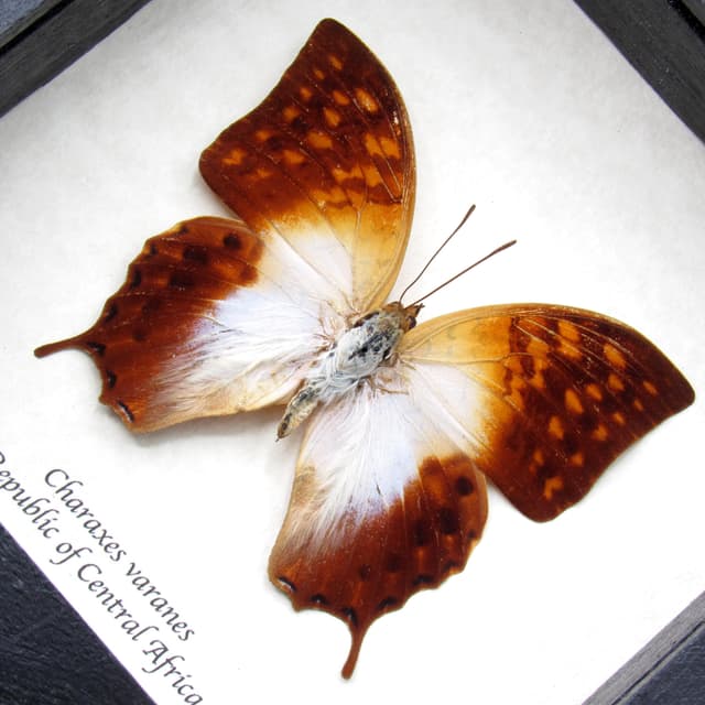 Real sunrise butterfly framed taxidermy - Charaxes varanes