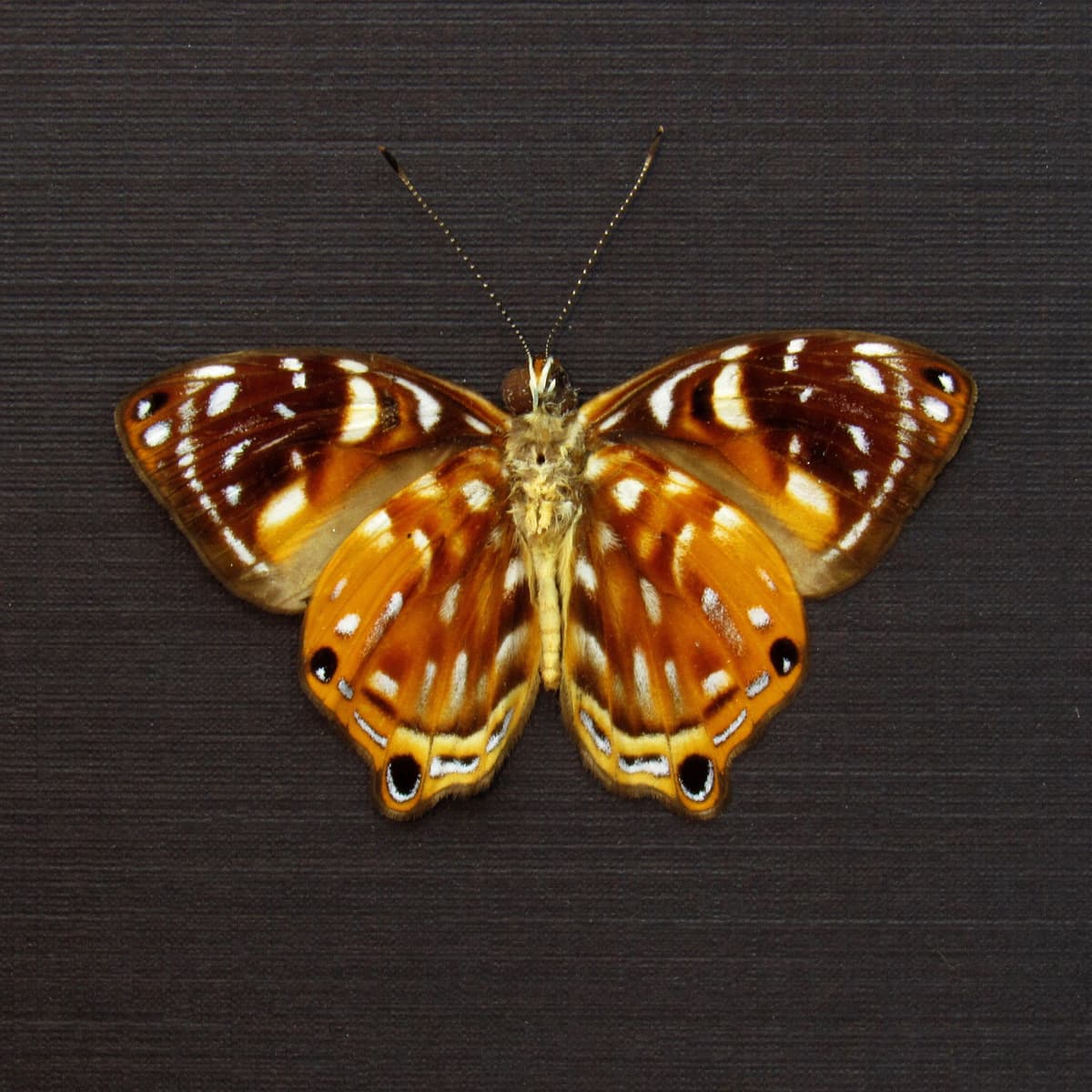 Real metallic Metalmark butterfly framed taxidermy - Dicallaneura decorata - Victorian mount