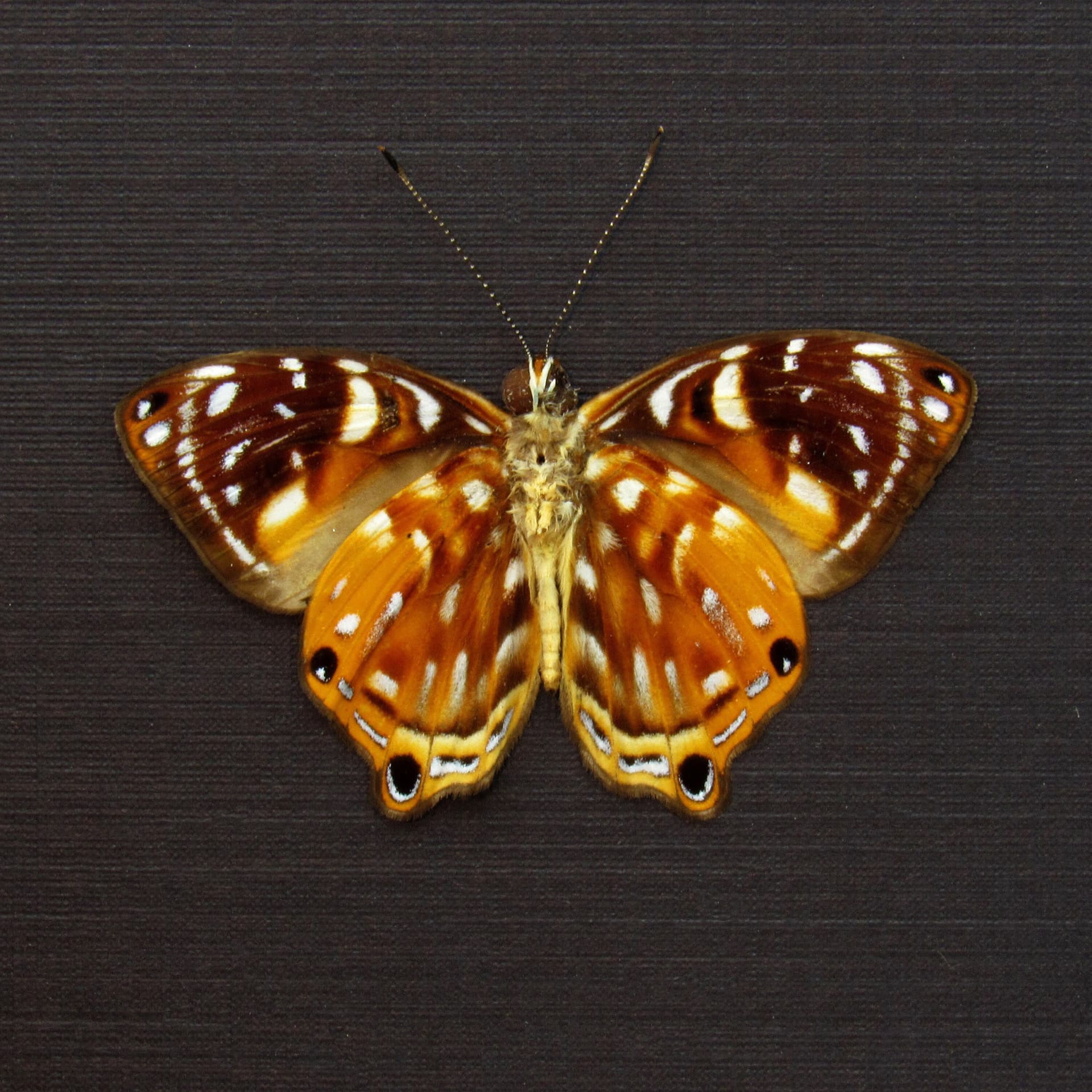 Real metallic Metalmark butterfly framed taxidermy - Dicallaneura decorata - Victorian mount