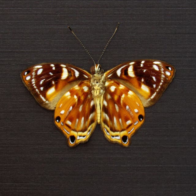 Real metallic Metalmark butterfly framed taxidermy - Dicallaneura decorata - Victorian mount